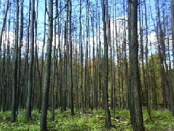 Saskatchewan 050 There Be Bears Lurking In Those Woods.jpg